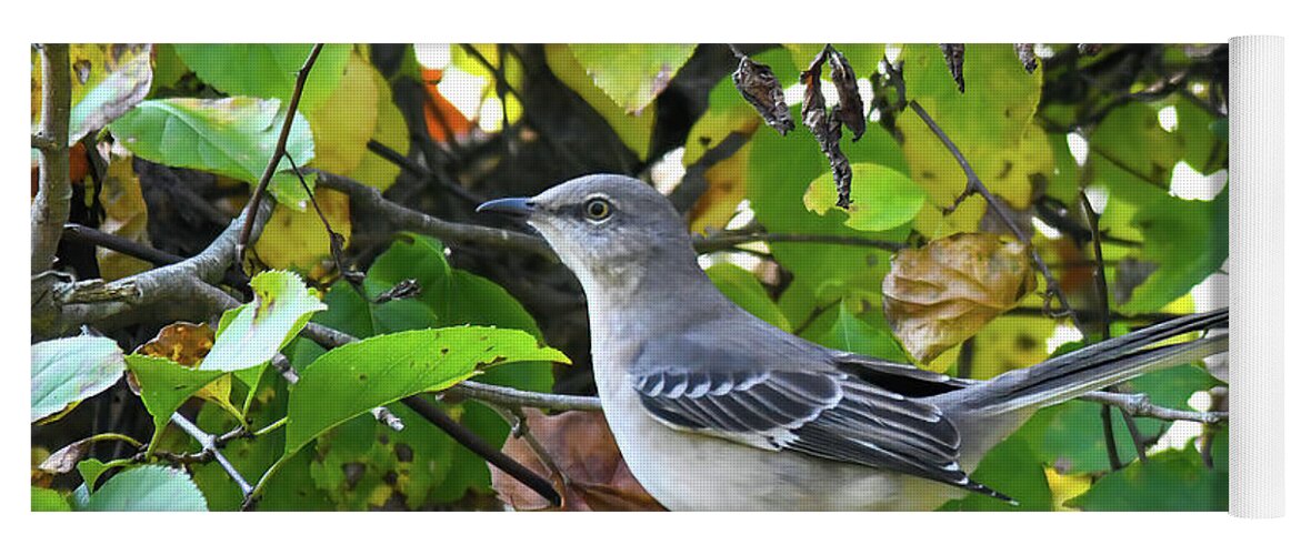 Mockingbird Yoga Mat featuring the photograph Northern Mockingbird Surrounded By Autumn by Kerri Farley