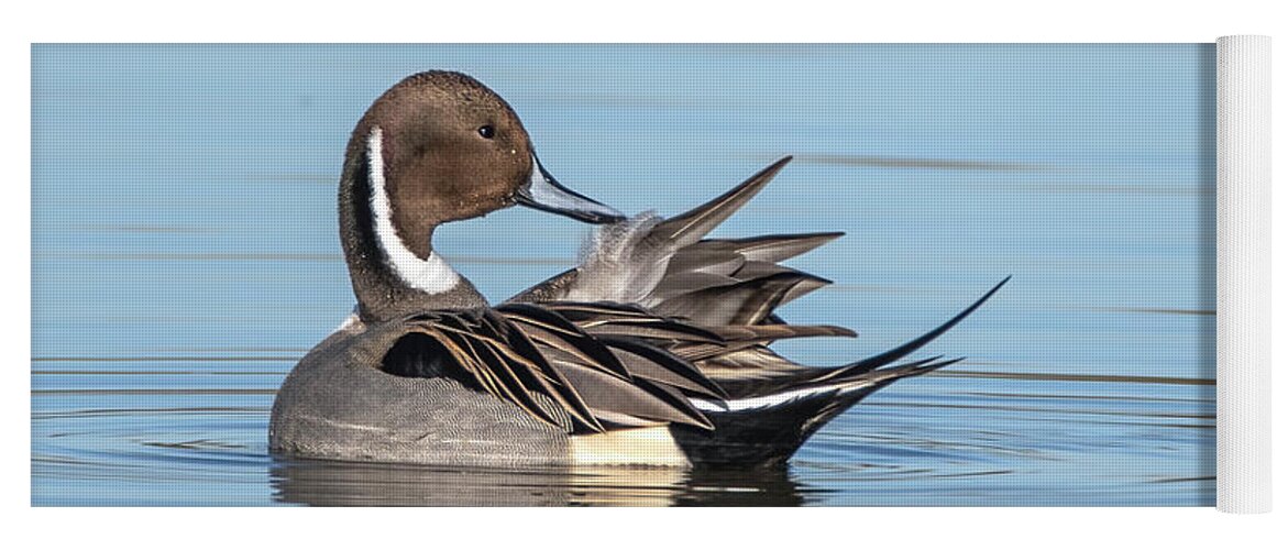 Northern Pintail Duck Yoga Mat featuring the photograph Northern Pintail Duck 9015-010522-2 by Tam Ryan