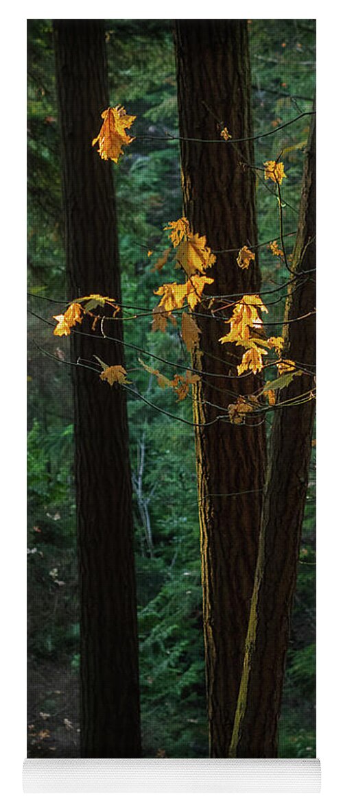 Fall Yoga Mat featuring the photograph November Woods by Lynn Wohlers