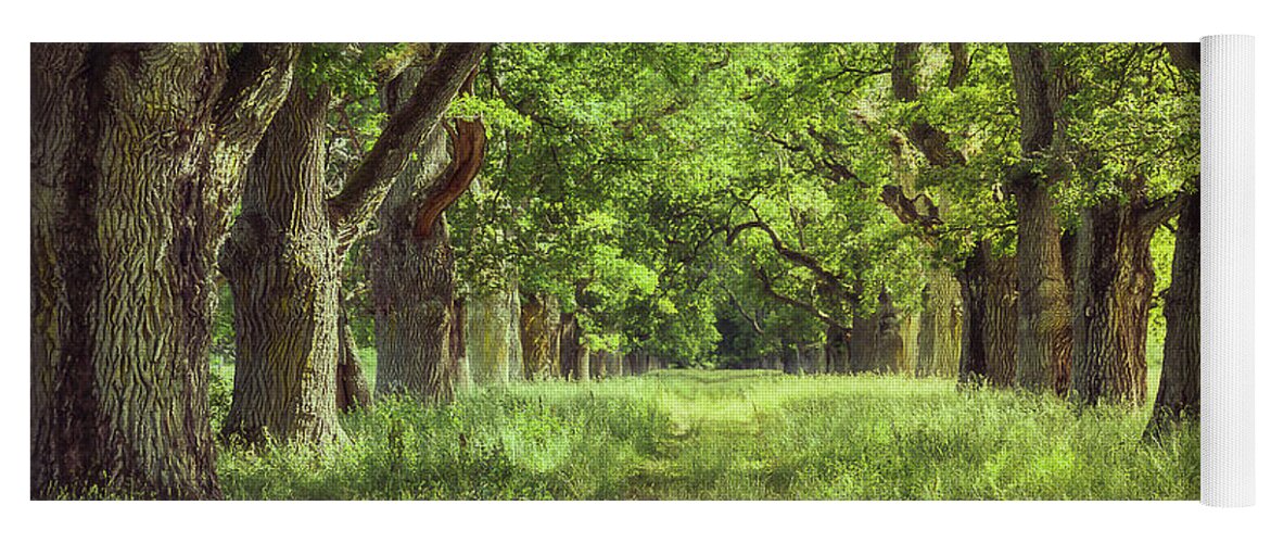 Oak Yoga Mat featuring the photograph Oak Tree Alley by Nicklas Gustafsson