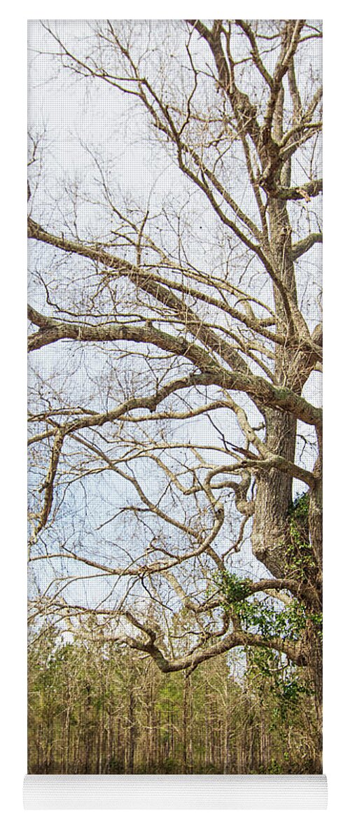 Oak Yoga Mat featuring the photograph Oak Tree Along the Backroads - Pamlico County, North Carolina by Bob Decker