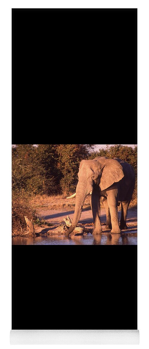 Africa Yoga Mat featuring the photograph Old Elephant Enjoying a Drink by Russel Considine