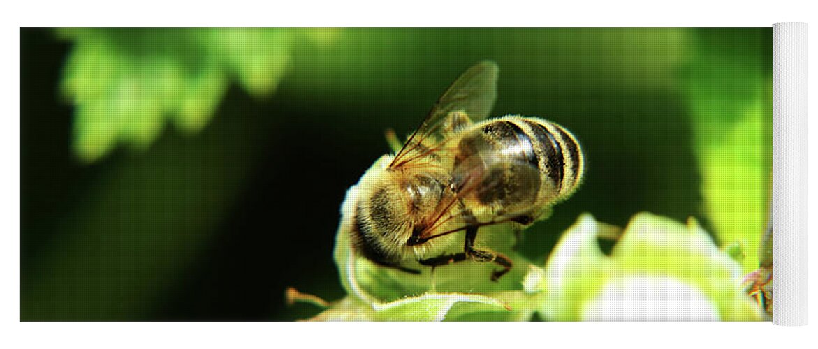 Western Honey Bee Yoga Mat featuring the photograph One of small european honey bee sitting on raspberry bloom on garden by Vaclav Sonnek