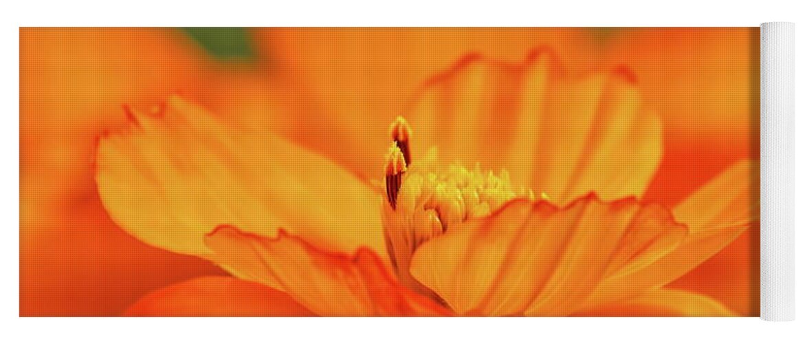 Flower Yoga Mat featuring the photograph Orange Cosmos Pair by Dale Kauzlaric