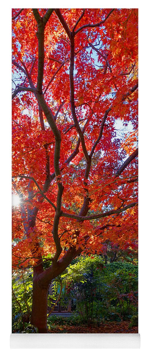Japanese Maple Yoga Mat featuring the photograph Orange Maple by Jonathan Davison