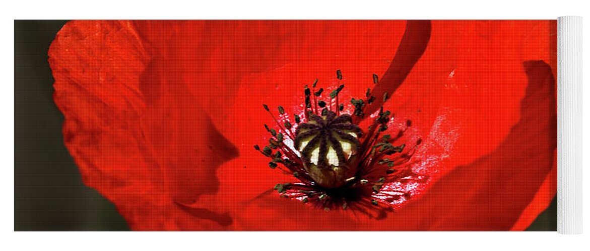 Beautiful Yoga Mat featuring the photograph Oriental summer Poppy by Stephen Melia