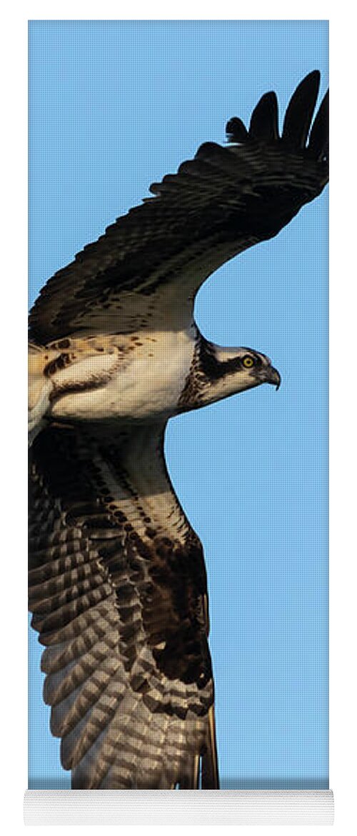 Osprey Yoga Mat featuring the photograph Osprey 2021-5 by Thomas Young