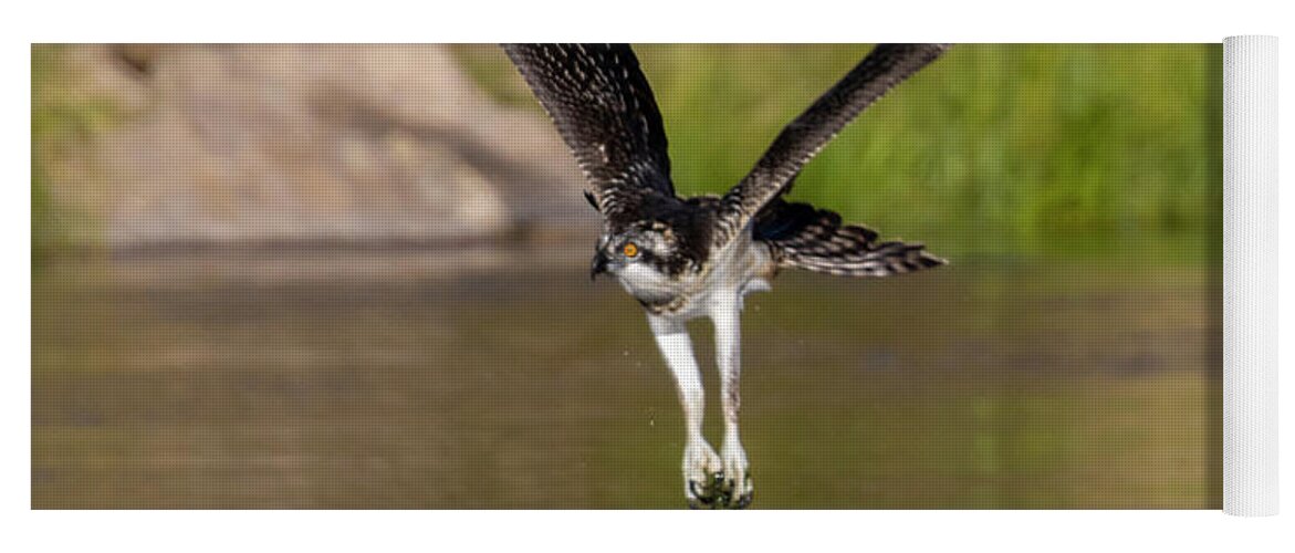 Osprey Yoga Mat featuring the photograph Osprey and Prize from the River by Steven Krull