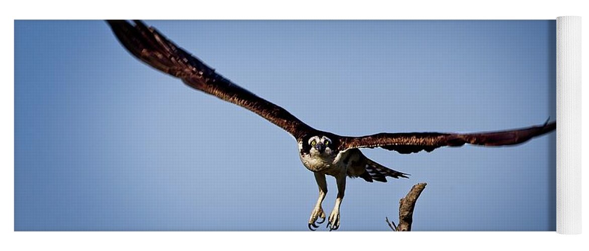 Fish Eater Yoga Mat featuring the photograph Osprey Incoming by Ronald Lutz