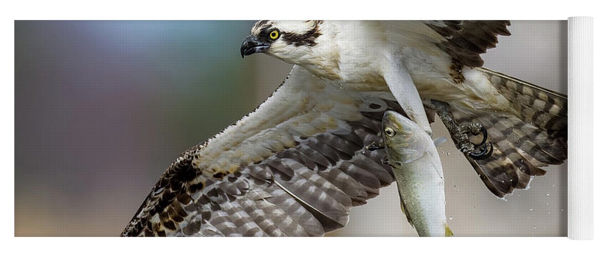 Osprey Yoga Mat featuring the photograph Osprey with a huge fish by Sam Rino