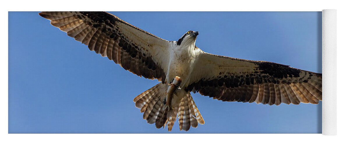 Osprey Yoga Mat featuring the photograph Osprey With Fish by Steven Krull