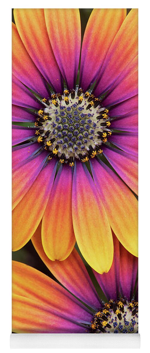 Osteospermum Purple Sun Yoga Mat featuring the photograph Osteospermum Purple Sun Flowers by Tim Gainey