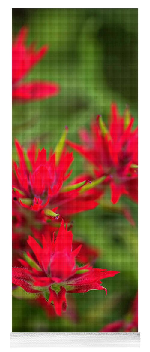 Red Yoga Mat featuring the photograph Paint Brush Bouquet by Pamela Dunn-Parrish