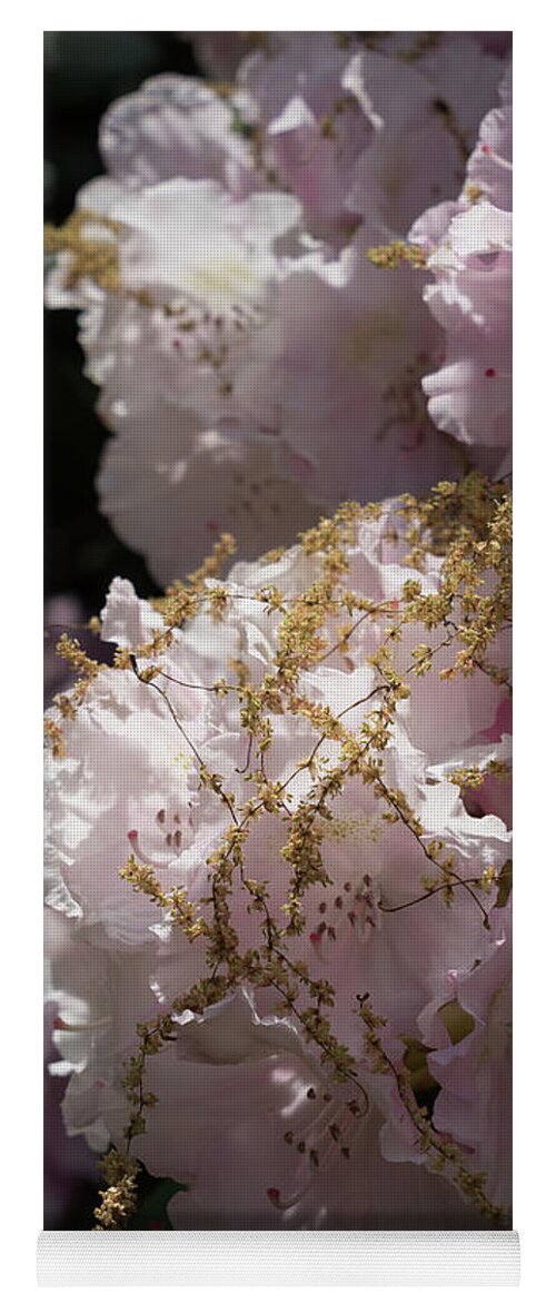 Rhododendron Yoga Mat featuring the photograph Pale pink rhododendron flowers 2 by Adriana Mueller