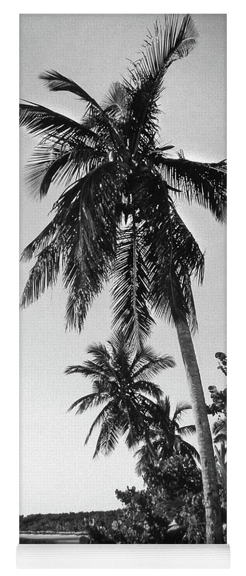 Fine Art Yoga Mat featuring the photograph Palm Tree by Mike McGlothlen