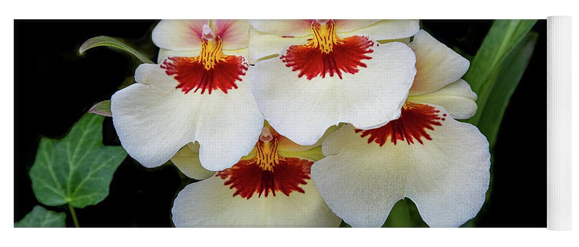 Conservatory Yoga Mat featuring the photograph Pansies on Parade by Marilyn Cornwell