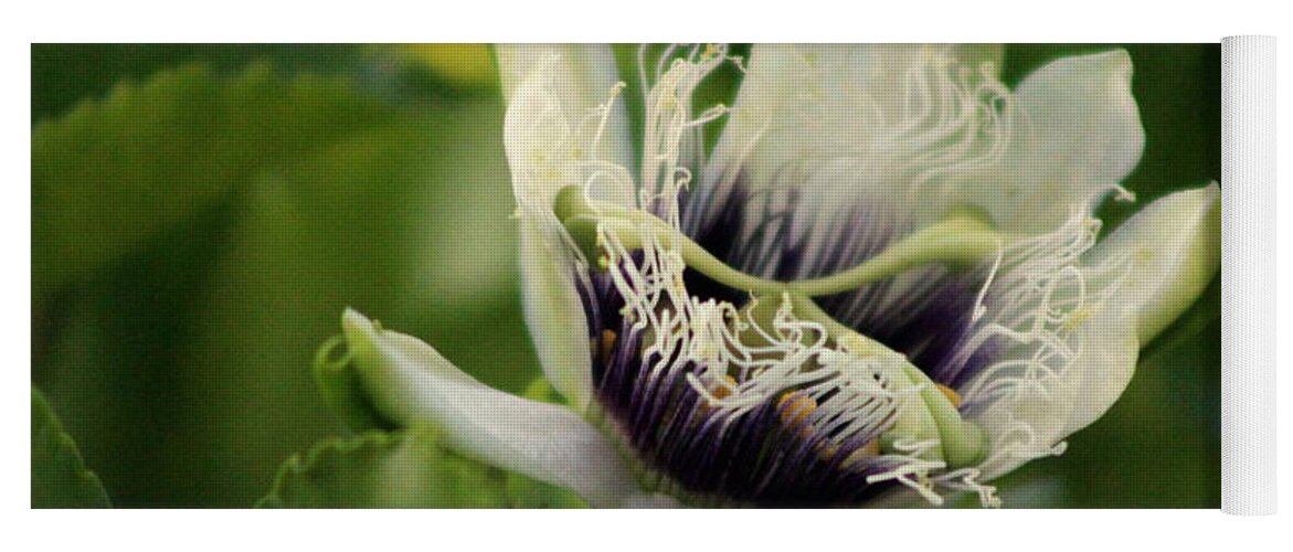 Passion Fruit Yoga Mat featuring the photograph Passion Flower Budding Closeup by Colleen Cornelius