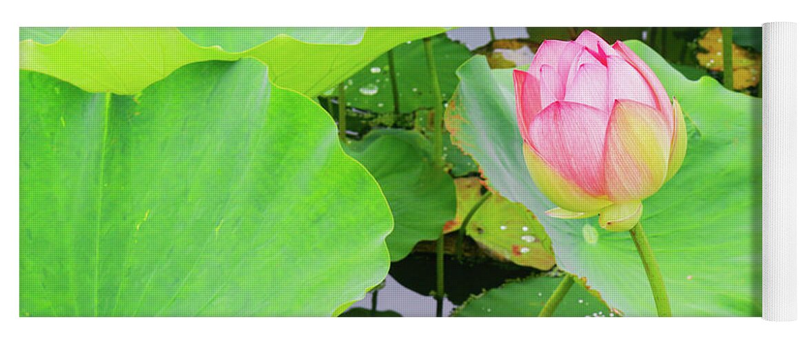 Garden Yoga Mat featuring the photograph Peaceful Pink Water Lily by Auden Johnson