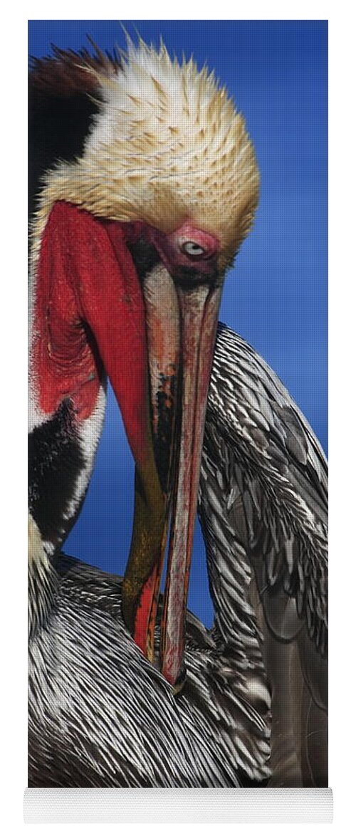Pelicans Yoga Mat featuring the photograph Pelican In Breeding Colors by John F Tsumas