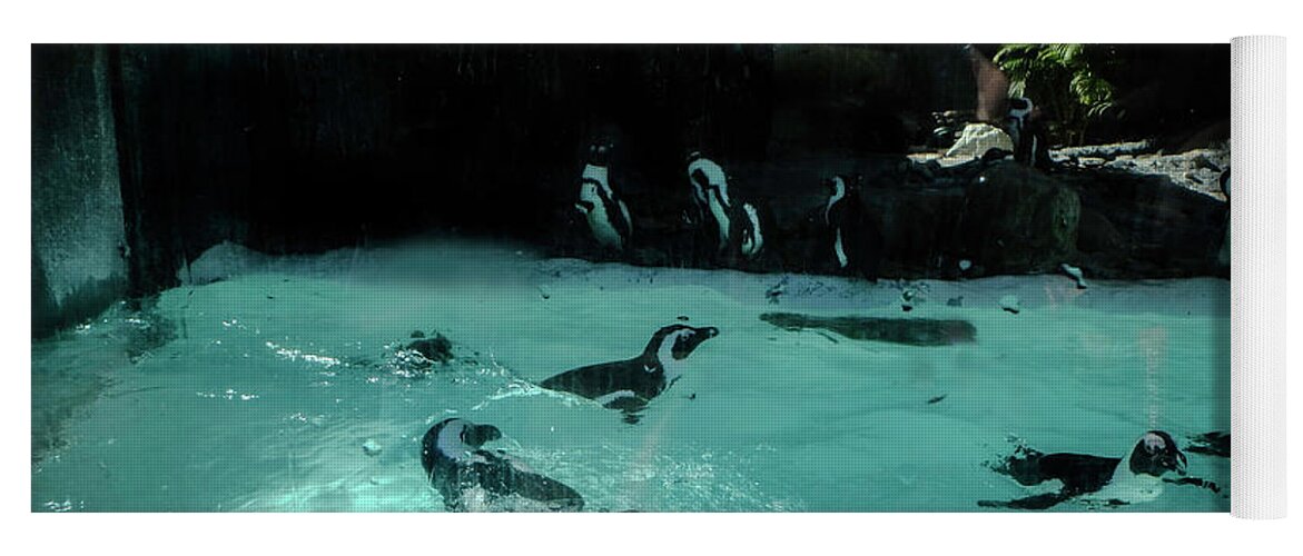 Penguin Yoga Mat featuring the photograph Penguin Play by Judy Hall-Folde