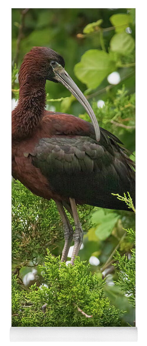 Glossy Ibis Yoga Mat featuring the photograph Perching Glossy Ibis by Kristia Adams