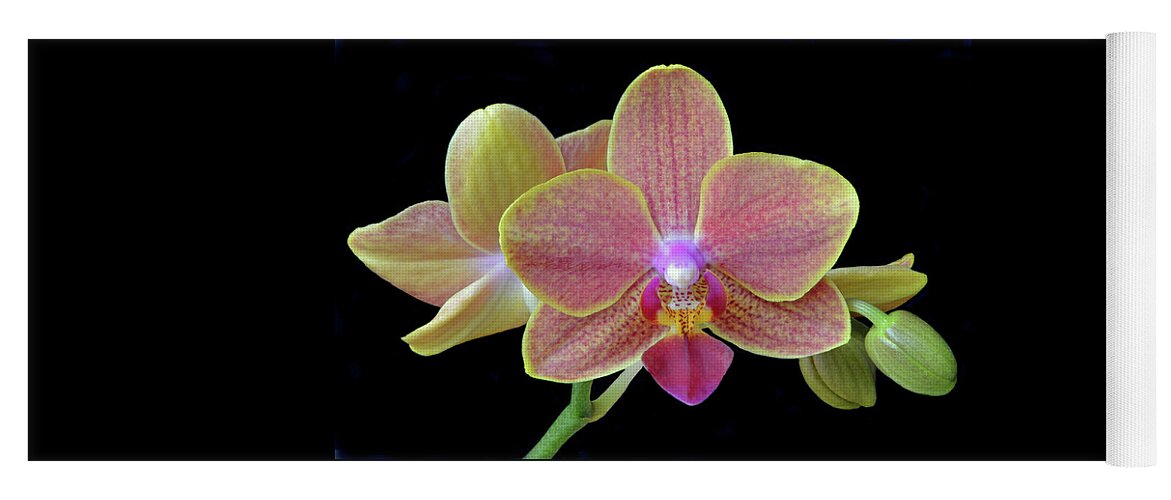 Orchids Yoga Mat featuring the photograph Phalaenopsis Miniature Orchids by Terence Davis