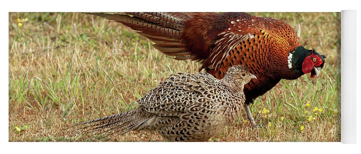 Pheasant Yoga Mat featuring the photograph Pheasant courtship and mating ritual display 01 by Simon Bratt