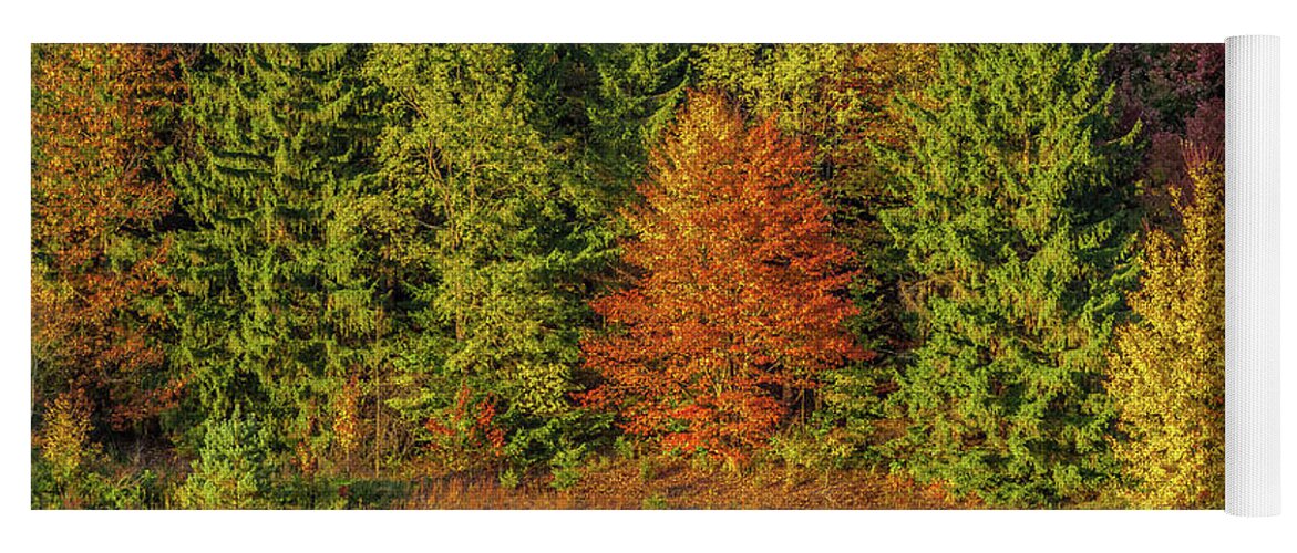Autumn Yoga Mat featuring the photograph Philip's Autumn Trees by Don Nieman
