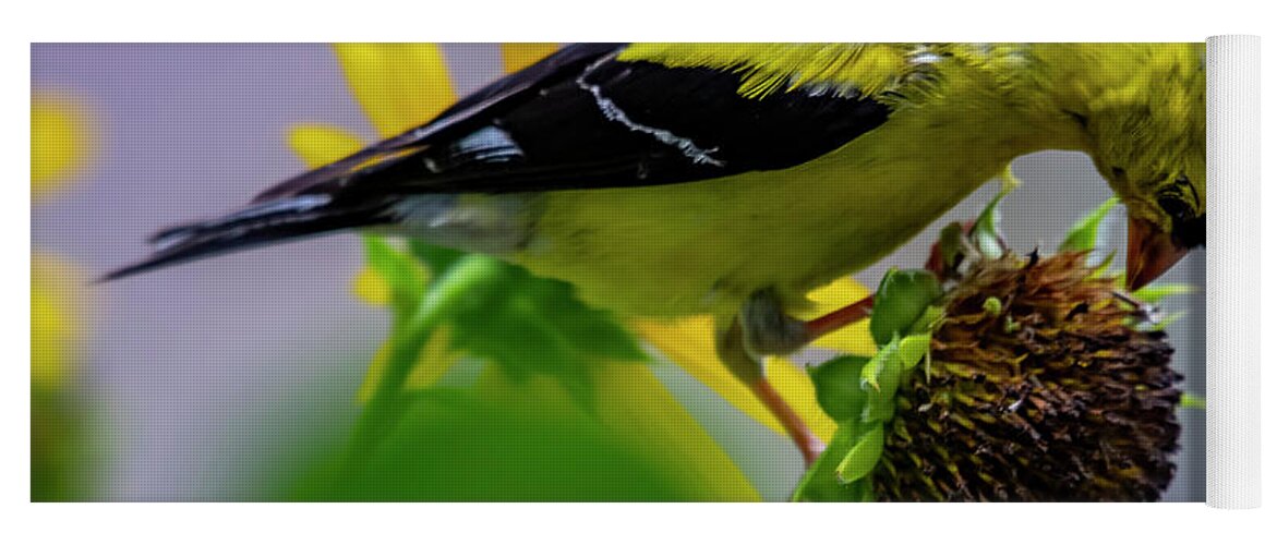 Bird Yoga Mat featuring the photograph Picking Seeds by Cathy Kovarik