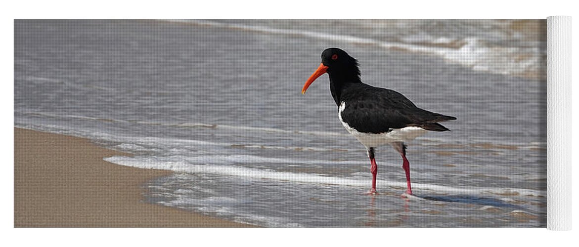 Animals Yoga Mat featuring the photograph Pied Oystercatcher by Maryse Jansen