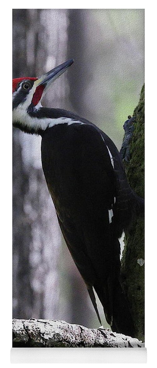 Pileated Woodpecker Yoga Mat featuring the photograph Pileated Woodpecker 4 by Mingming Jiang