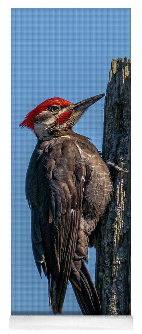 Hylatomus Pileatus Yoga Mat featuring the photograph Pileated Woodpecker Ready for Food by Nancy Gleason