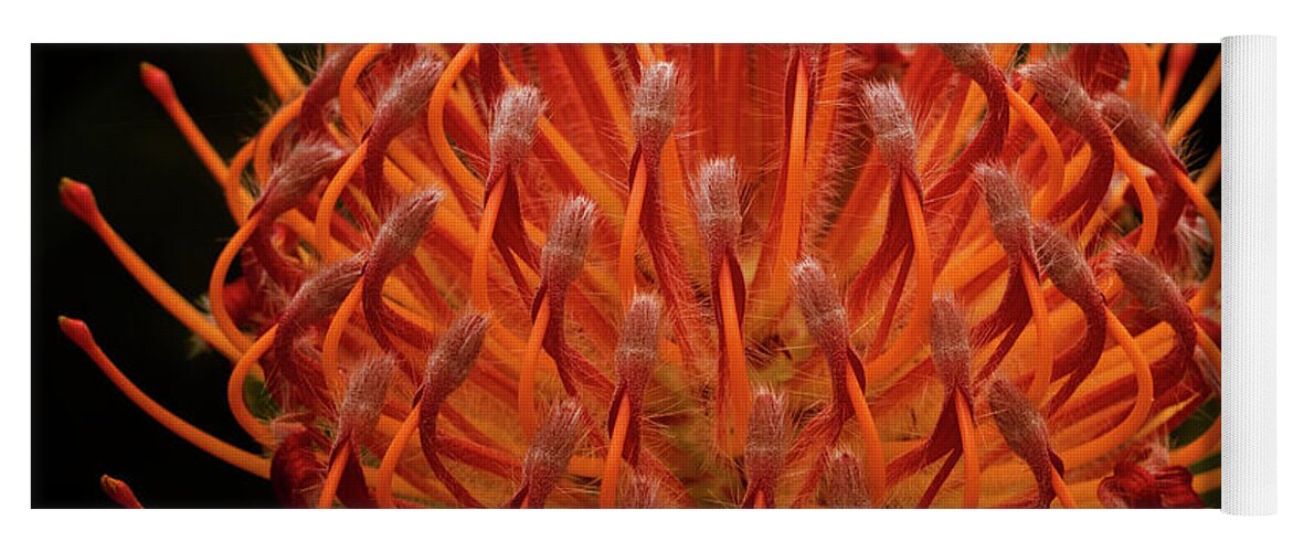 Pincushion Protea Yoga Mat featuring the photograph Pincushion Protea - Leucospermum Cordifolium by Elaine Teague