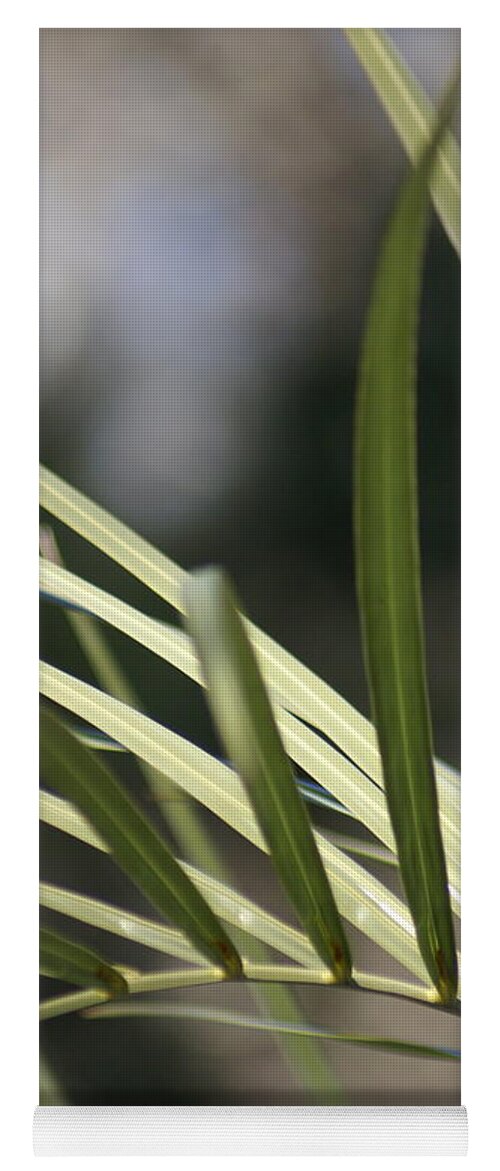  Yoga Mat featuring the photograph Pindo Palm Frond by Heather E Harman