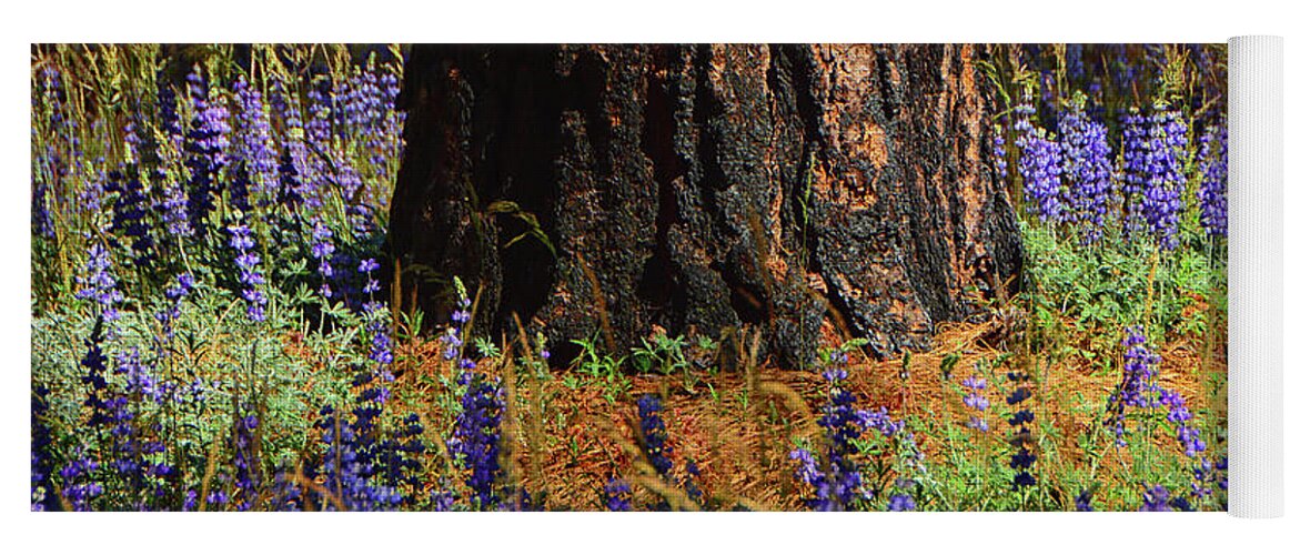 Pine An Lupines In Yosemite Yoga Mat featuring the photograph Pine an Lupines in Yosemite by Raymond Salani III