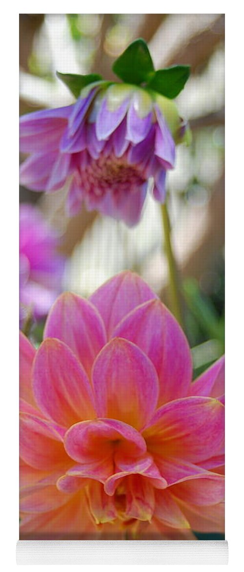 Dahlia Yoga Mat featuring the photograph Pink and Yellow Dahlias 1 by Amy Fose