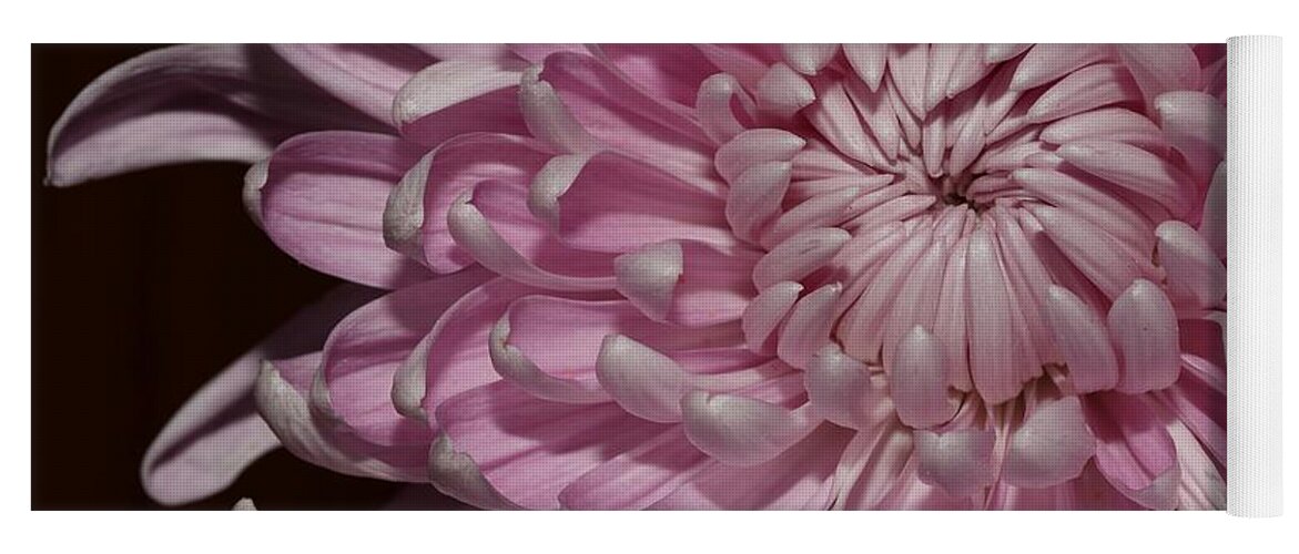 Chrysanthemum Yoga Mat featuring the photograph Pink Chrysanthemum 2 by Mingming Jiang