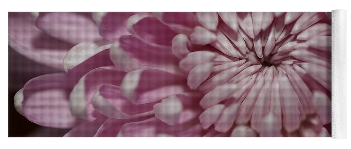 Chrysanthemum Yoga Mat featuring the photograph Pink Chrysanthemum by Mingming Jiang