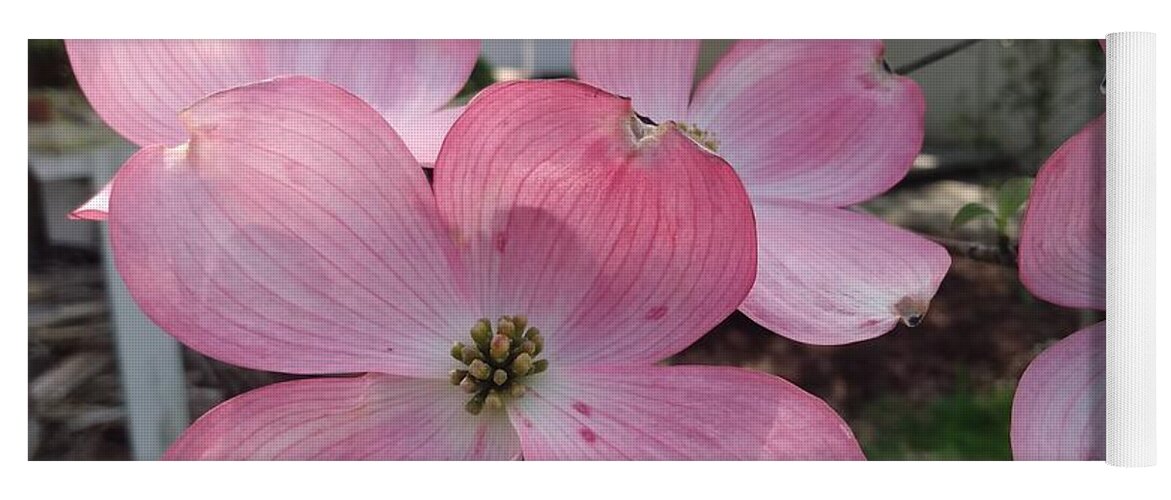 Pink Yoga Mat featuring the photograph Pink Dogwood Blossoms by Christopher Lotito