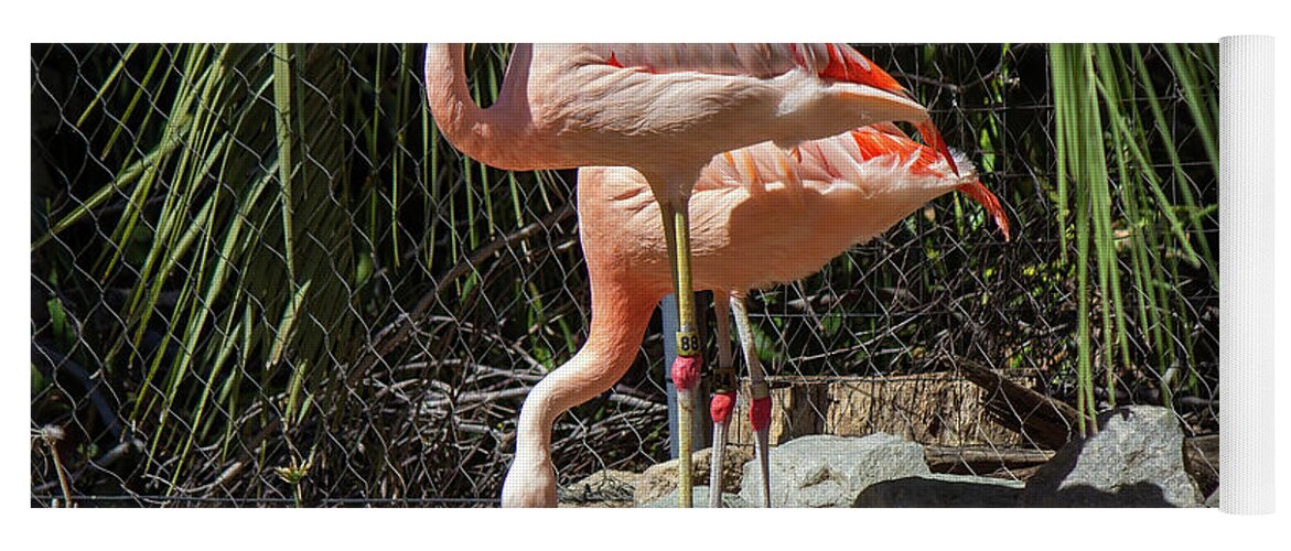 Flamingo Yoga Mat featuring the photograph Pink Flamingos by Cathy Anderson