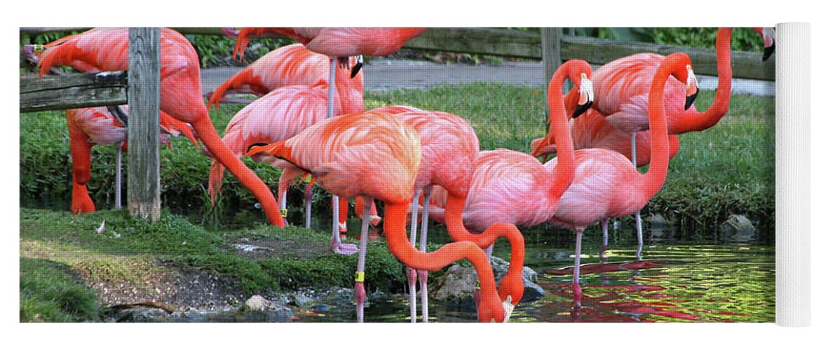 Nature Yoga Mat featuring the photograph Pink Flamingos by Mariarosa Rockefeller