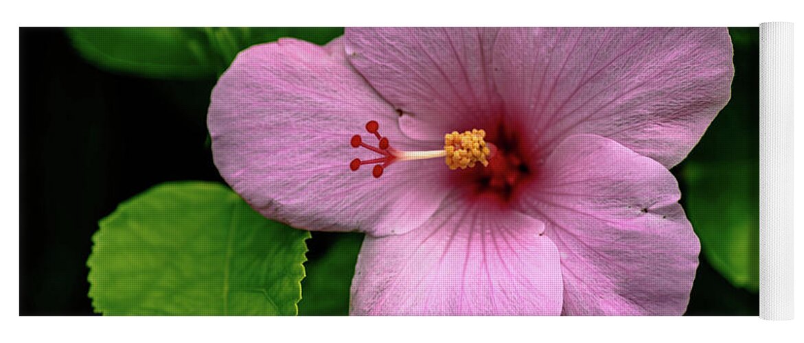 Hibiscus Yoga Mat featuring the photograph Pink Hibiscus by Debra Kewley