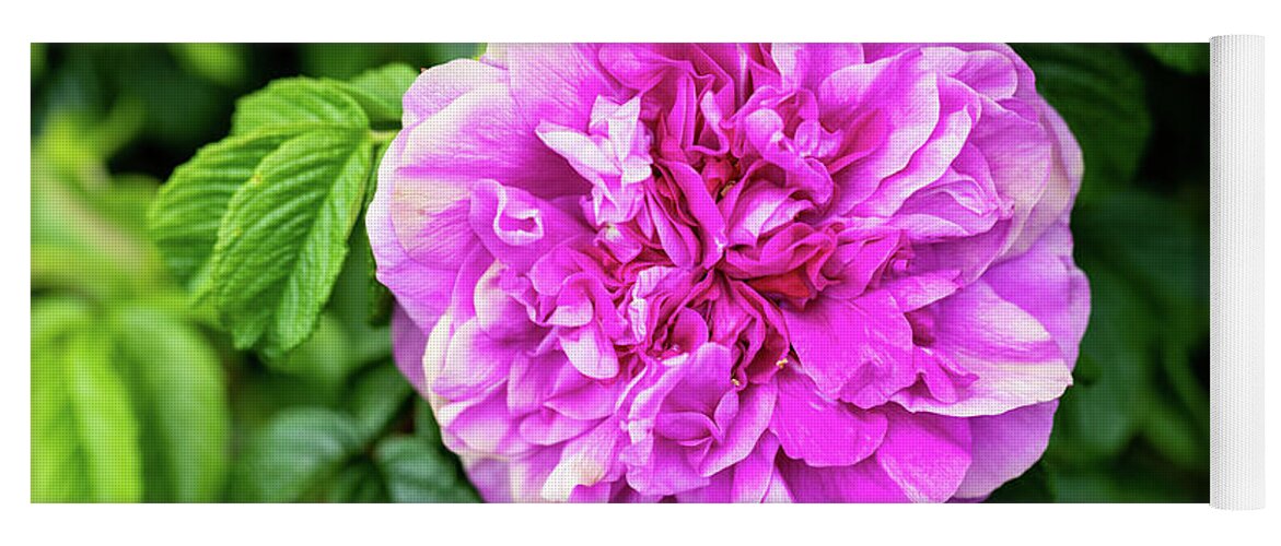 Flower Yoga Mat featuring the photograph Purple Pink Flower by Tanya C Smith