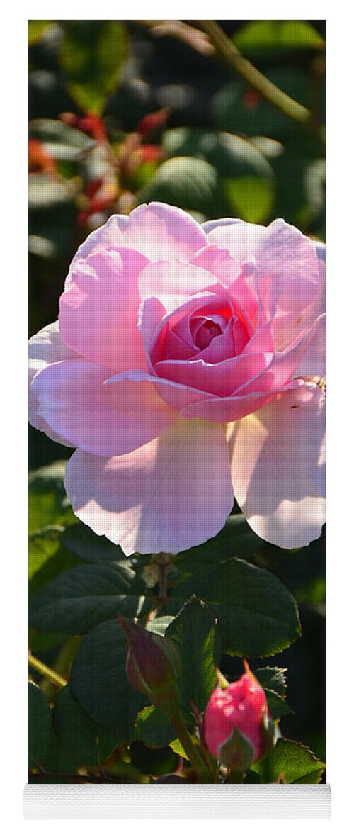 International Rose Test Garden Yoga Mat featuring the photograph Pink Roses by Alex Vishnevsky