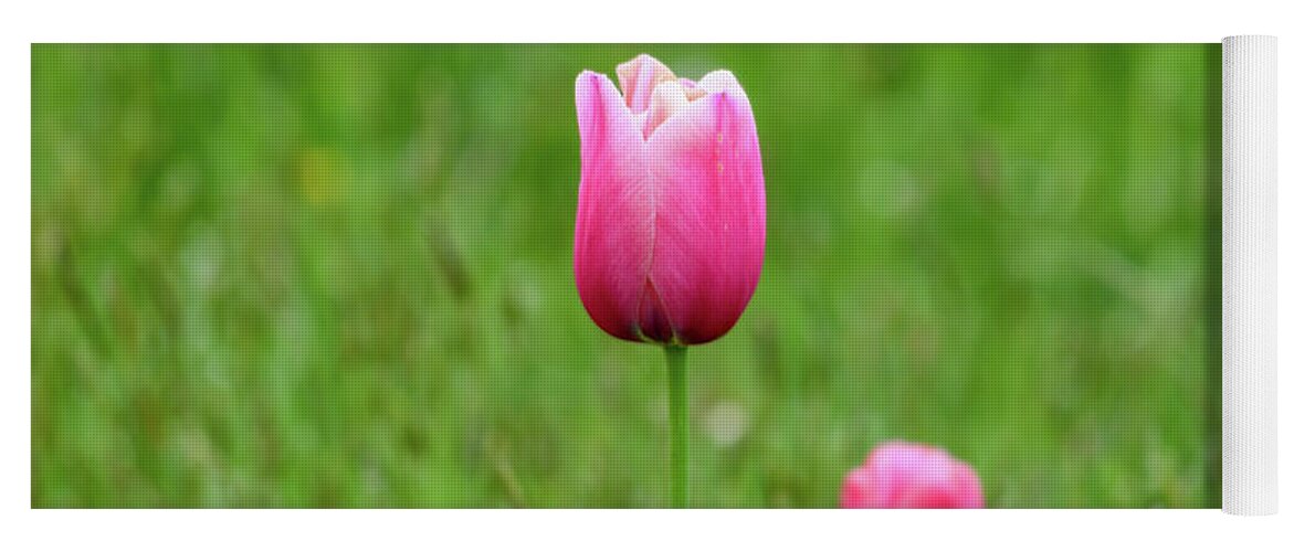 Tulip Yoga Mat featuring the photograph Pink Tulip by Andrew Lalchan