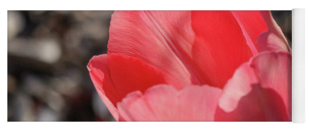 Tulip Yoga Mat featuring the photograph Pink Tulip by D Lee