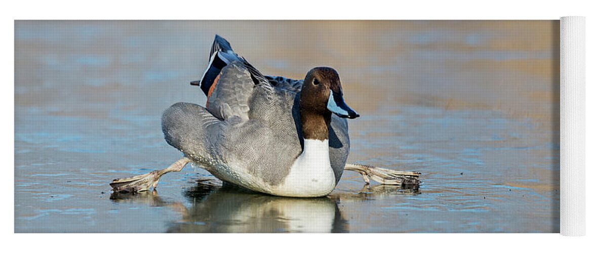 Pintail Yoga Mat featuring the photograph Pintail Spitz by Terry Dadswell