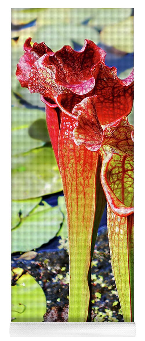 Pitcher Plant Yoga Mat featuring the photograph Pitcher Plant - Carnivorous Plant by Kaye Menner