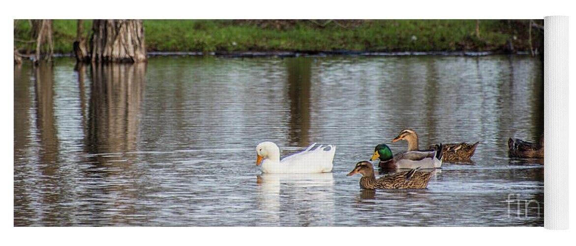 Ducks Yoga Mat featuring the photograph Pondering Peace by Cheryl McClure
