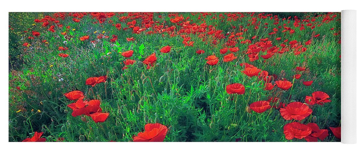 Poppies Field Yoga Mat featuring the photograph Poppies by Giovanni Allievi
